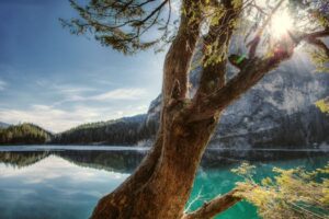 Scenic view of Lake Braies with sunlit tree branch in Trentino-Alto Adige, Italy.